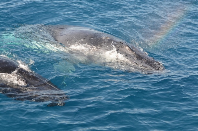  baleines au Mexique 